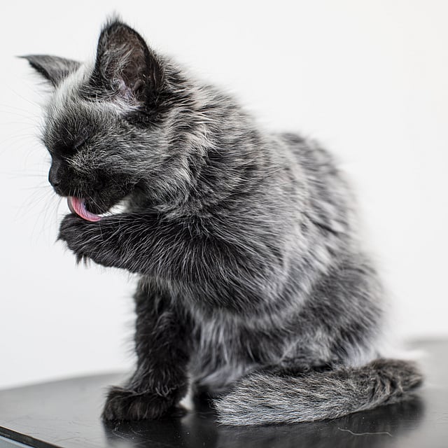 Eine Katze, die sich die Pfote leckt.