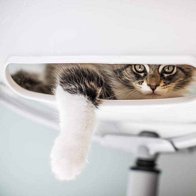 Eine Katze, die aus einem weißen Gegenstand schaut.
