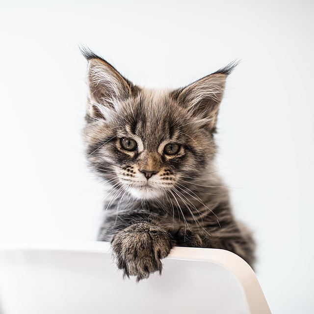 Eine Katze, die auf einem Stuhl sitzt.