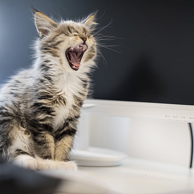 Eine Katze, die auf einem Computer gähnt.