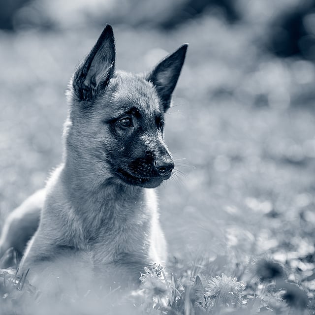 Ein Hund, der im Gras liegt.