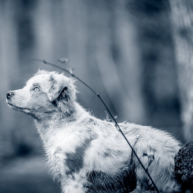 Ein Hund, der im Wald steht.