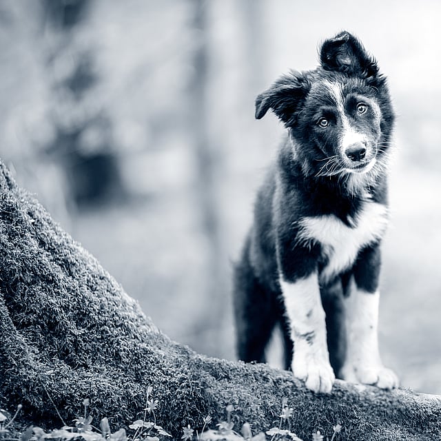 Ein Hund, der auf einem Baumstamm steht.