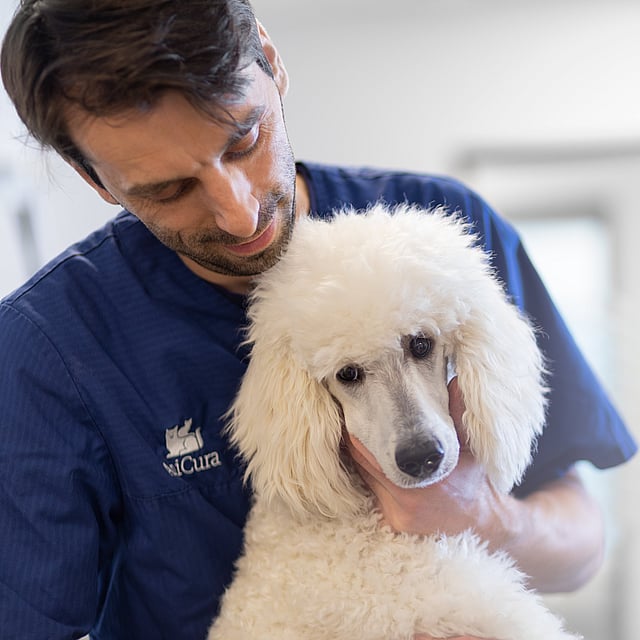 A person holding a white dog.