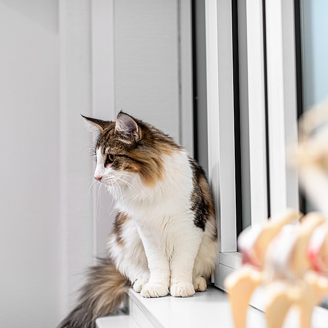 Eine Katze, die auf einem Fensterbrett sitzt.