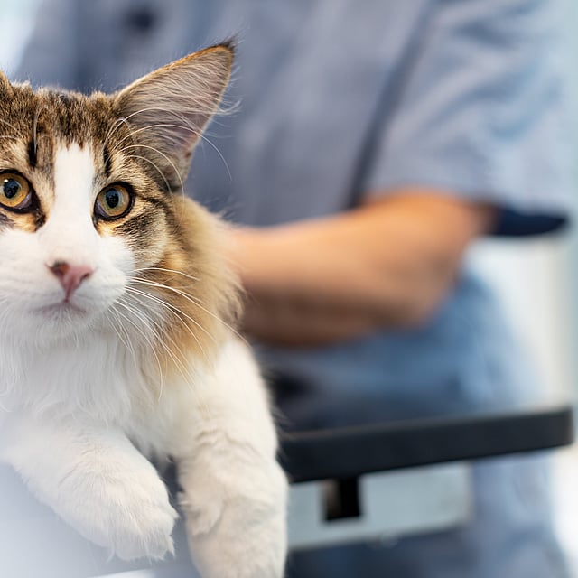 Eine Katze mit gelben Augen.