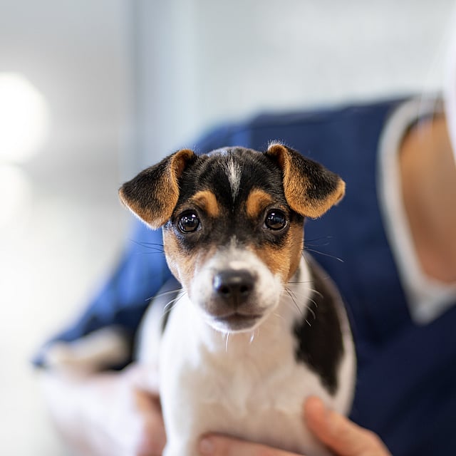 A person holding a dog.