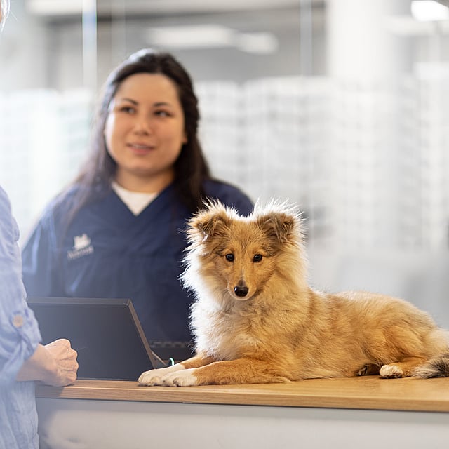 Eine Person, die mit einem Hund hinter einem Schreibtisch steht.