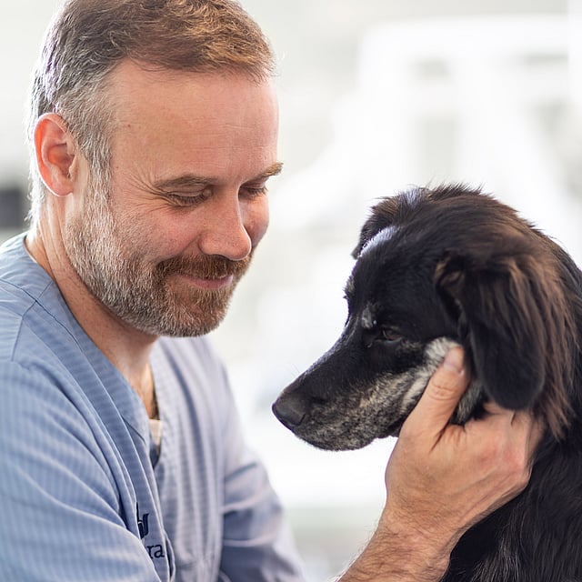 Eine Person, die einen Hund streichelt.