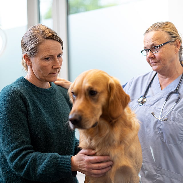 Eine Person und ein Hund.