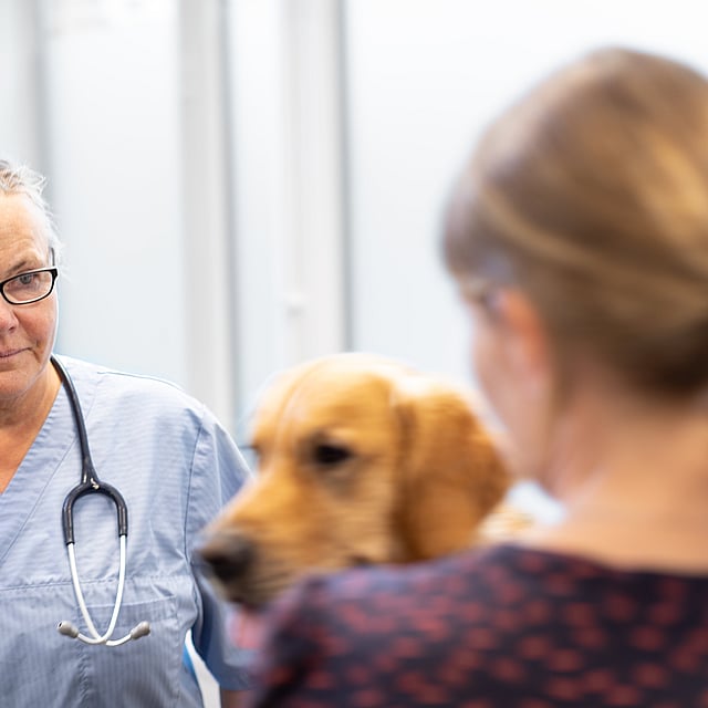 Eine Person in einem blauen Kittel spricht mit einem Hund.