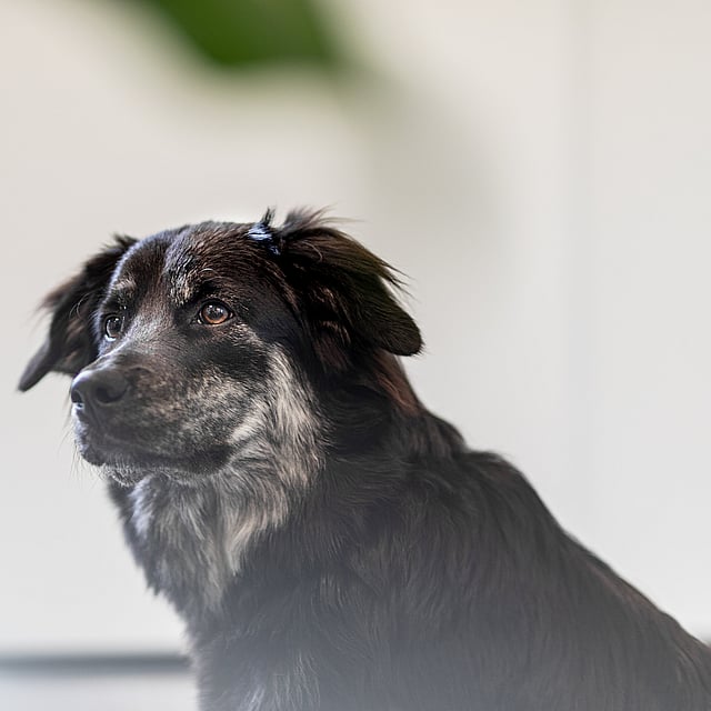 Ein Hund, der zur Seite hinaufschaut.
