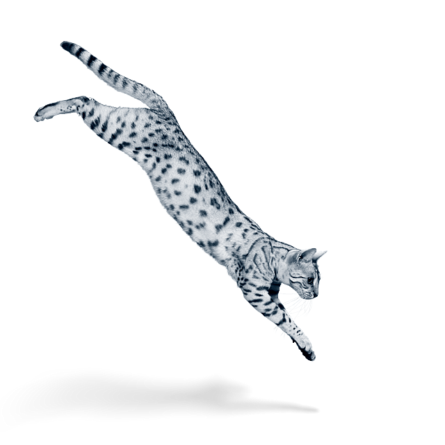 Eine Katze, die in die Luft springt.