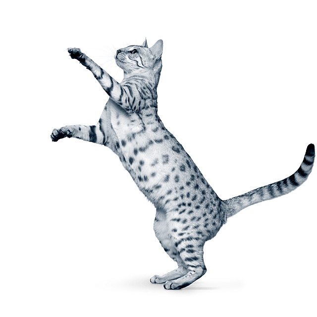 Eine Katze, die auf den Hinterbeinen steht.