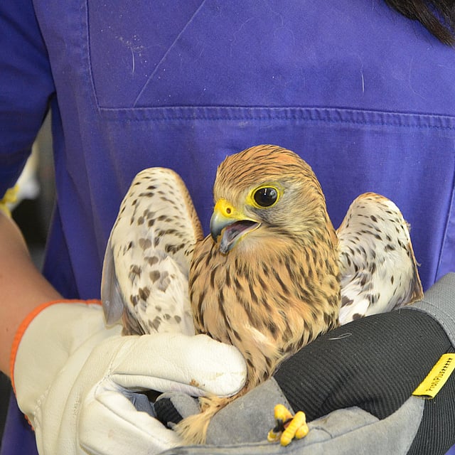 A person holding a bird.