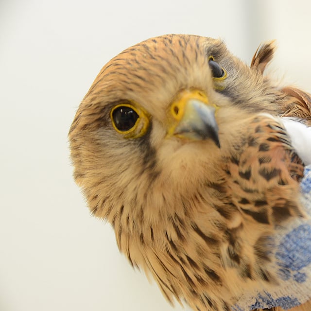 Ein Vogel mit einem Verband auf der Schulter.