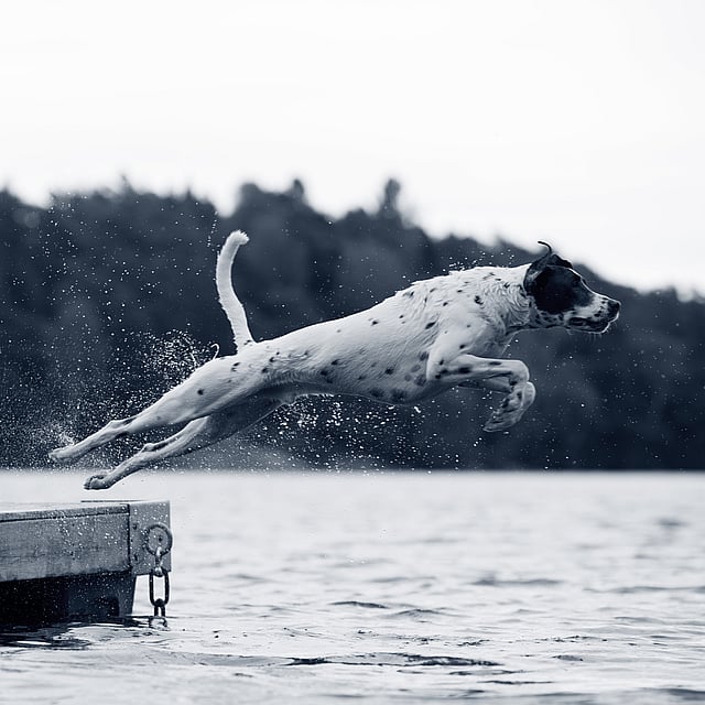 Ein Hund, der ins Wasser springt.