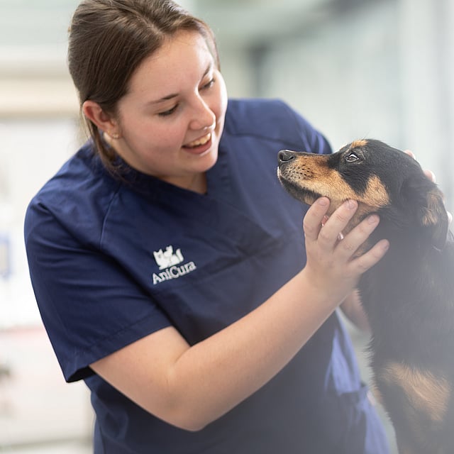 Tierärztin untersucht den Kopf eines Hundes