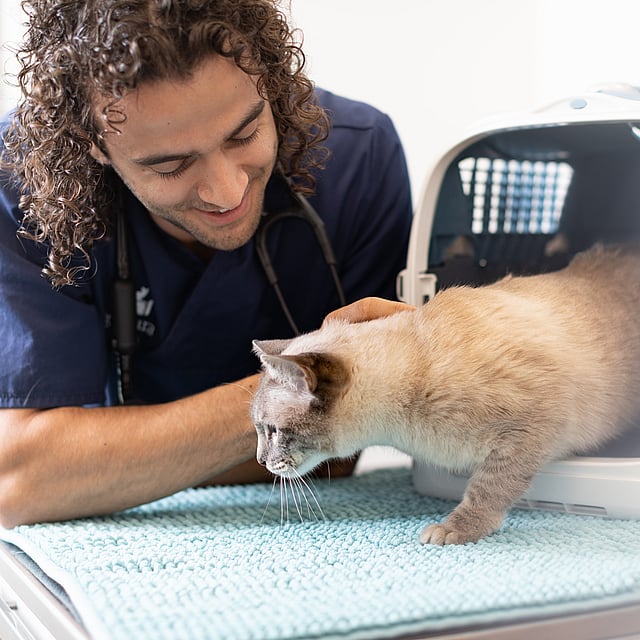 Eine Person mit einem Stethoskop, die eine Katze in einer Transportbox betrachtet.