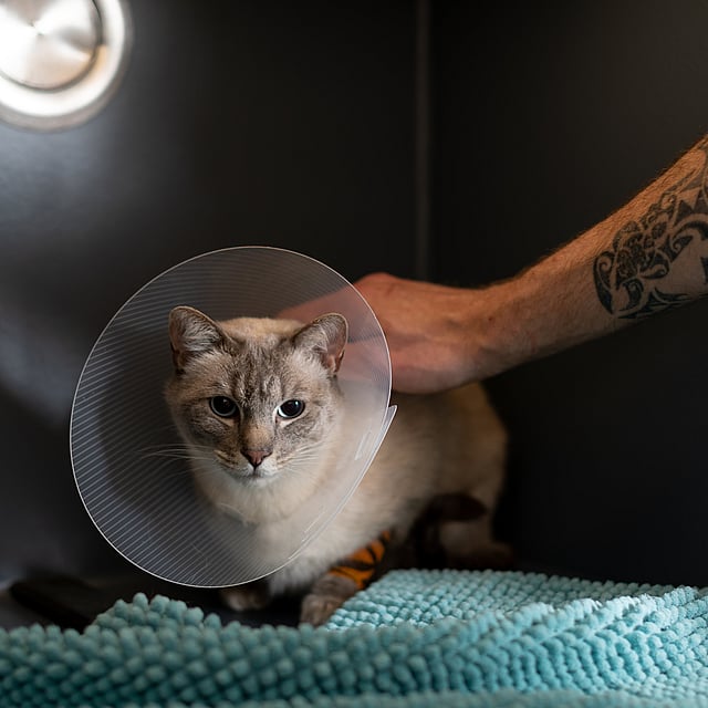 Eine Person, die eine Katze mit einem Kegel auf dem Kopf streichelt.