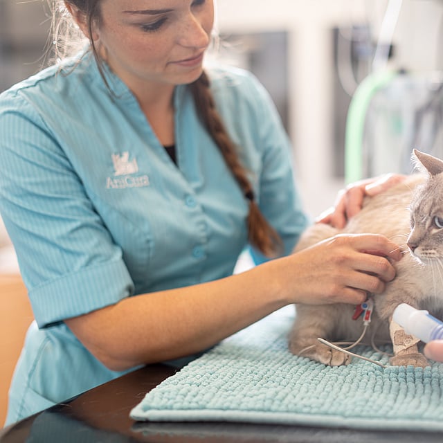 Eine Person, die einer Katze einen Tropf gibt.