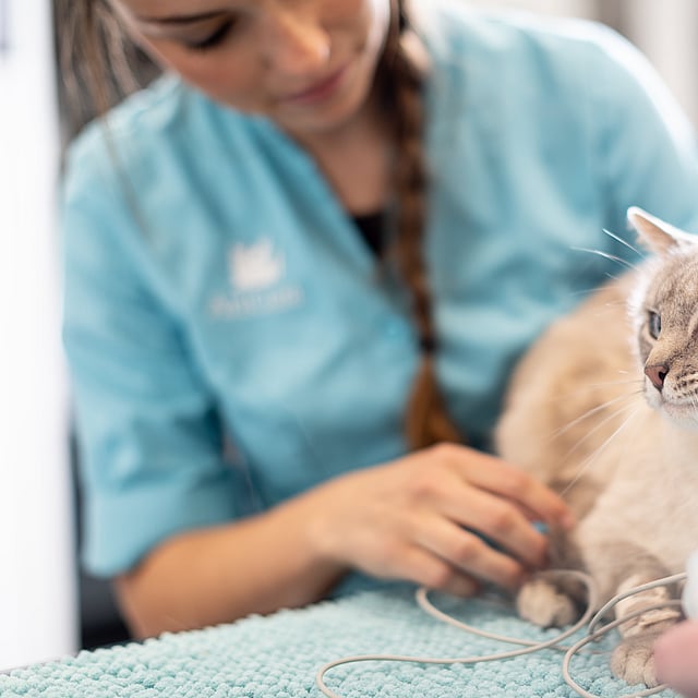 Eine Person, die eine Katze hält.