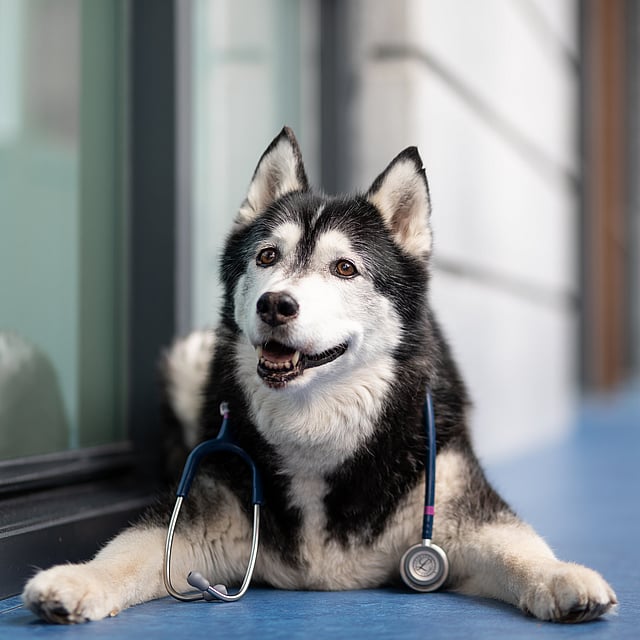 Ein Hund mit einem Stethoskop um den Hals.