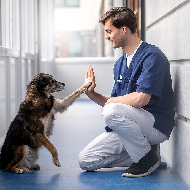 Ein Mensch und ein Hund klatschen ab.