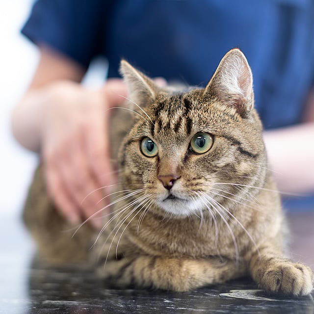 Eine Katze, die auf einem Tisch liegt.