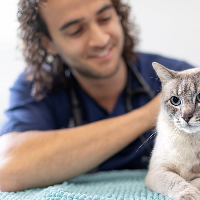Tierarzt untersucht grau-weiße Hauskatze in Tierarztpraxis