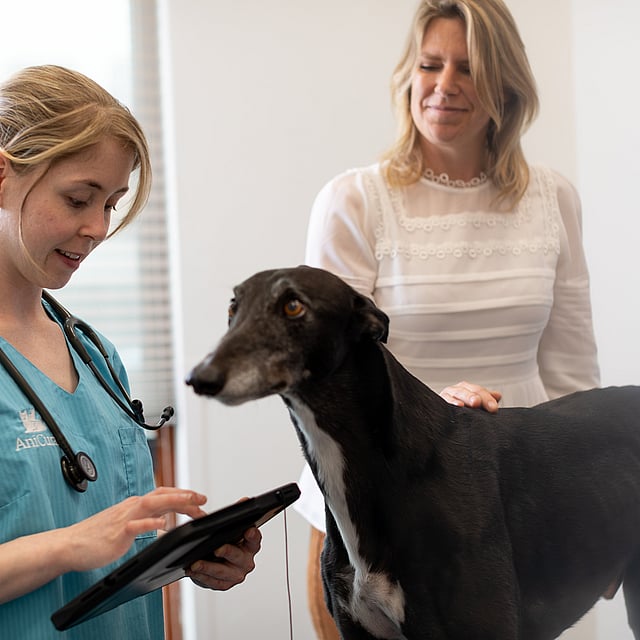Eine Person und ein Hund, die auf ein Tablet schauen.