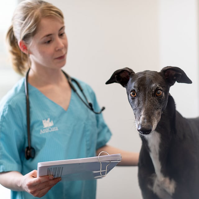 Eine Person in einem blauen Kittel hält ein Klemmbrett neben einem Hund.