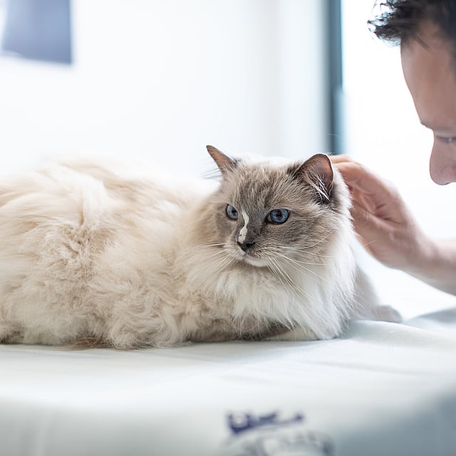 Eine Person, die eine Katze streichelt.