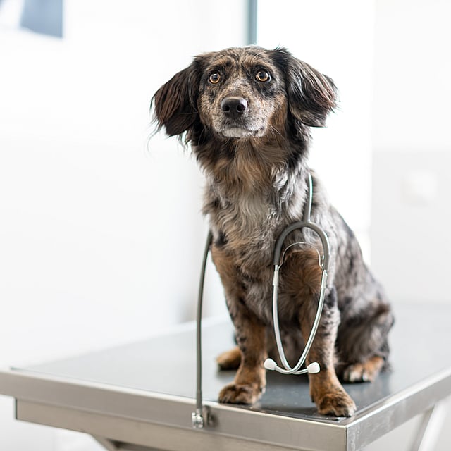 Ein Hund mit einem Stethoskop um den Hals.