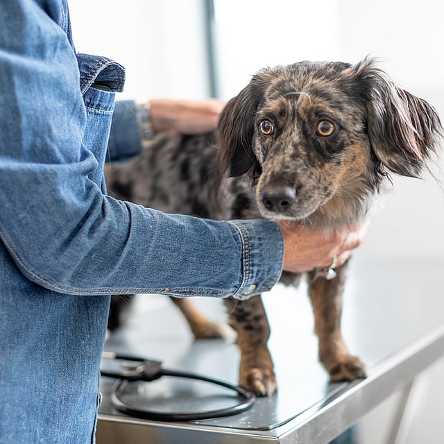 A person holding a dog.