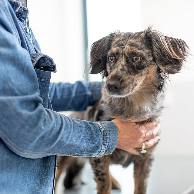 A person holding a dog.