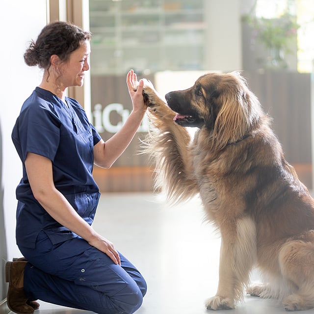 Eine Person, die einem Hund ein High Five gibt.