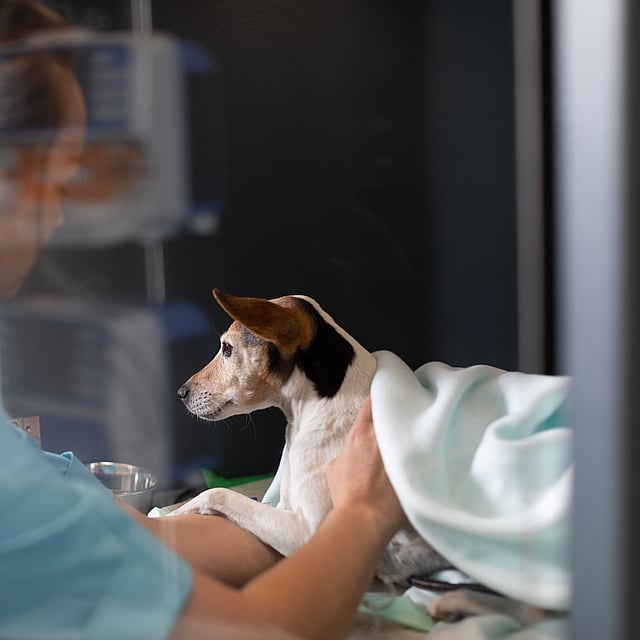 A person holding a dog.