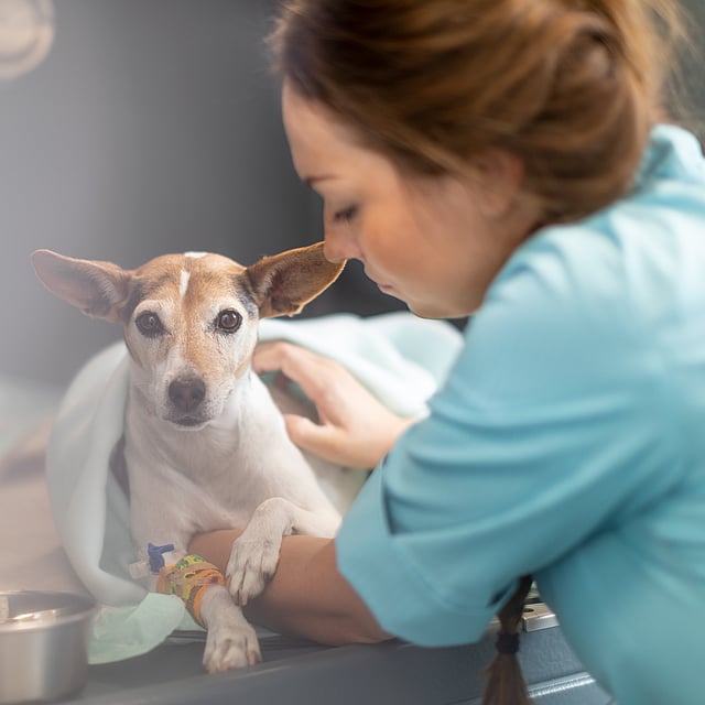 A person holding a dog.
