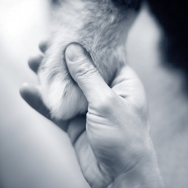 Eine Person, die die Pfote einer Katze hält.