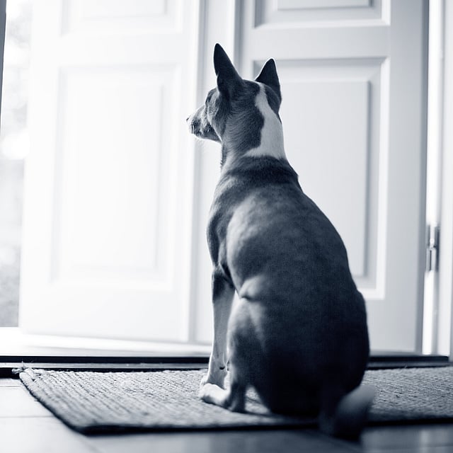 Hund sitzt drinnen vor einer geöffneten Tür und schaut nach draußen