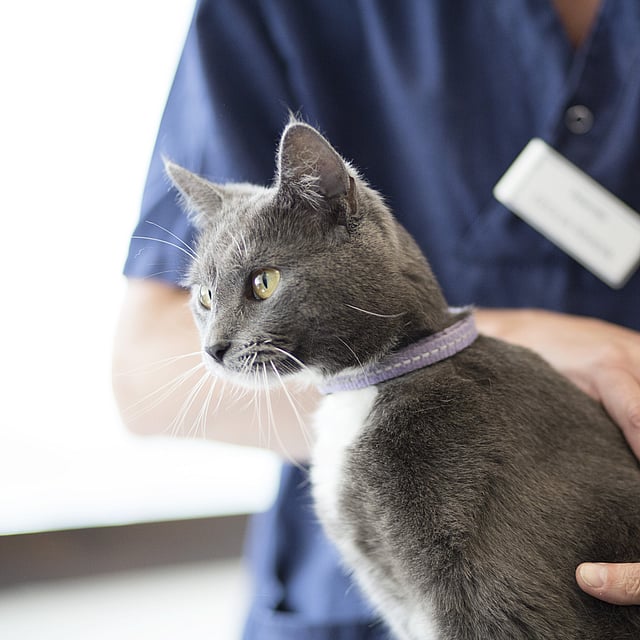 Eine Person, die eine Katze hält.