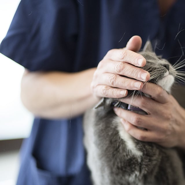 Eine Person, die eine Katze hält.