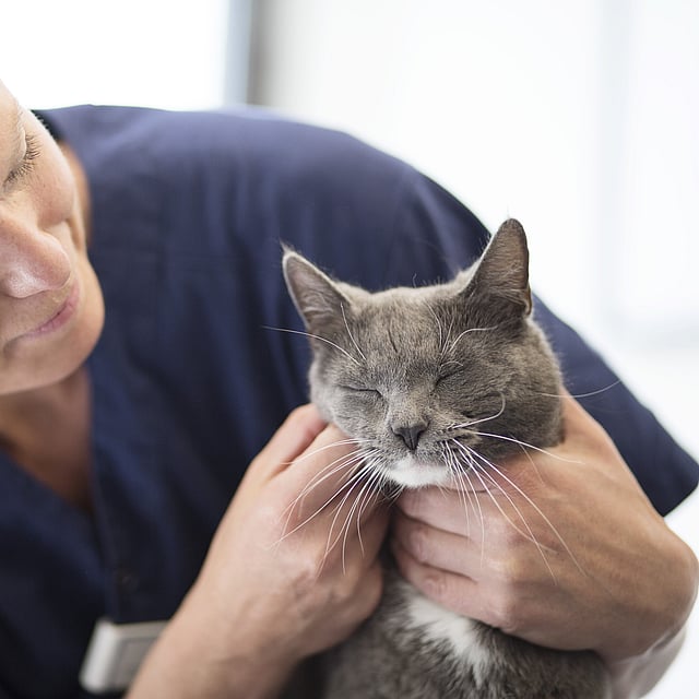 Eine Person, die eine Katze hält.