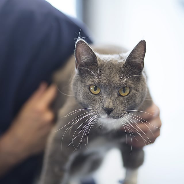 Eine Person, die eine Katze streichelt.