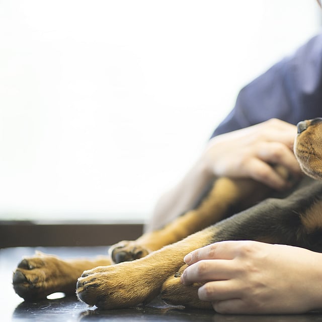 Eine Person, die einen Hund streichelt.