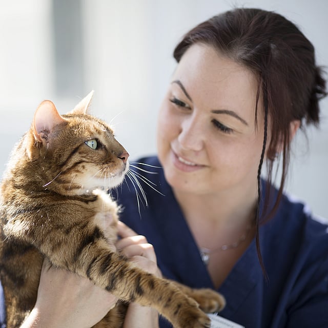 Eine Person, die eine Katze hält.