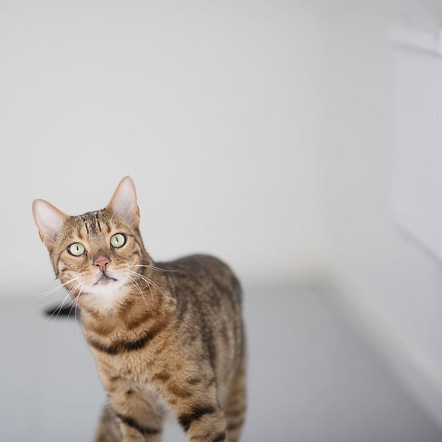Eine Katze, die auf einer weißen Fläche steht.