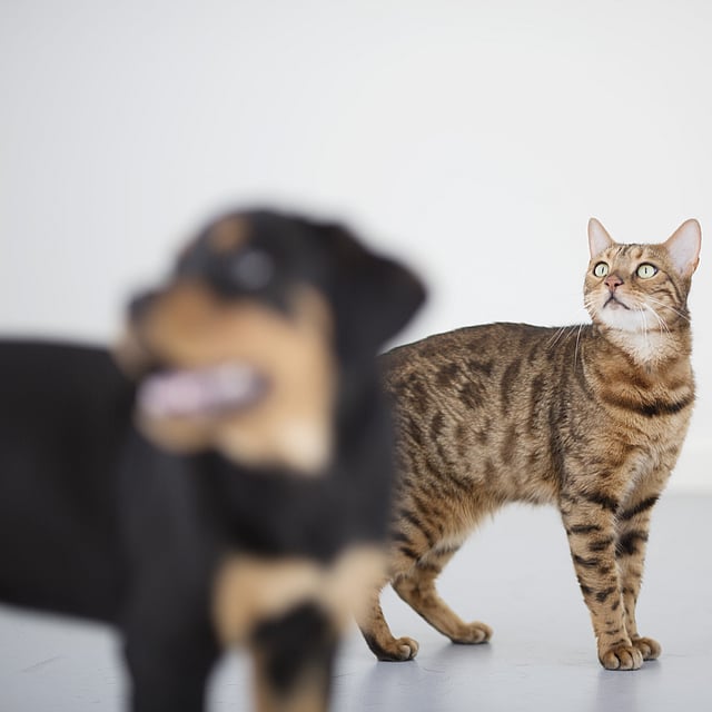 Eine Katze, die zu einem Hund aufschaut.