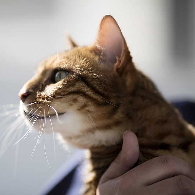 Eine Hand, die eine Katze hält.